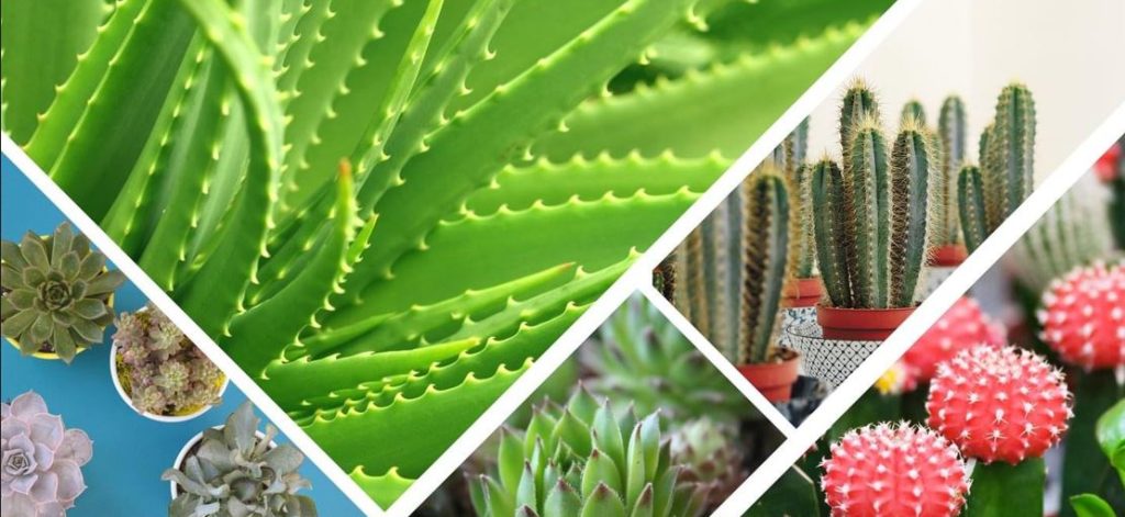 Photos avec des cactées et des plantes succulentes