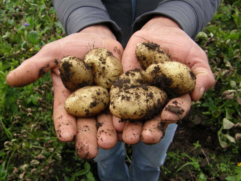 pomme de terre