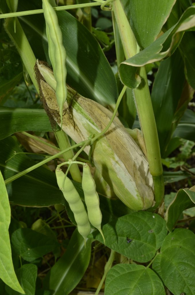 La fameuse association des trois soeurs (encore appelée MILPA): haricots, maïs, courges