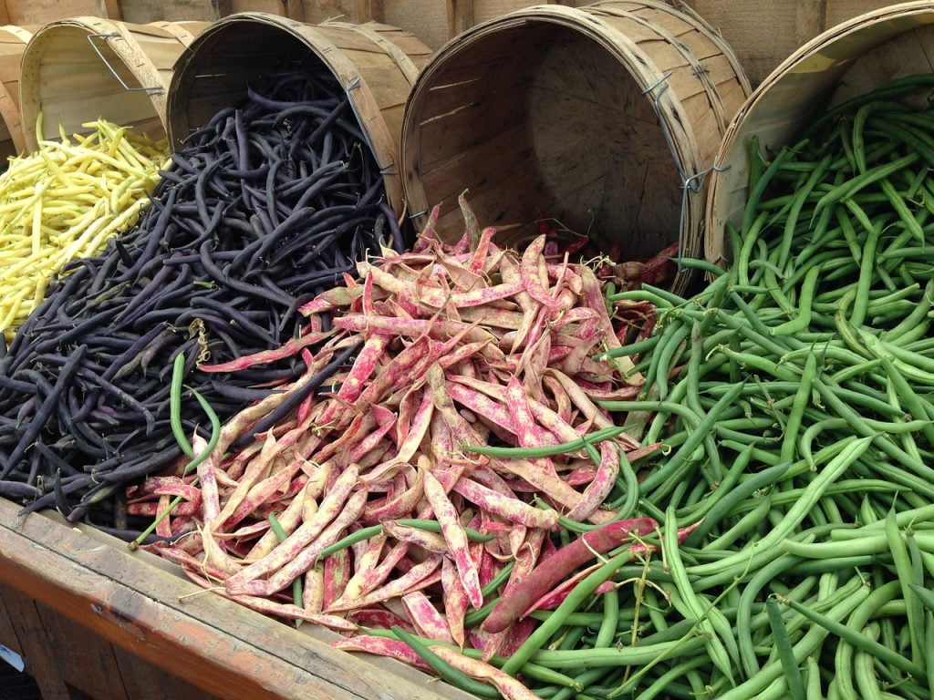 il existe une grande variété de haricots, qu'ils soient à écosser ou verts.
