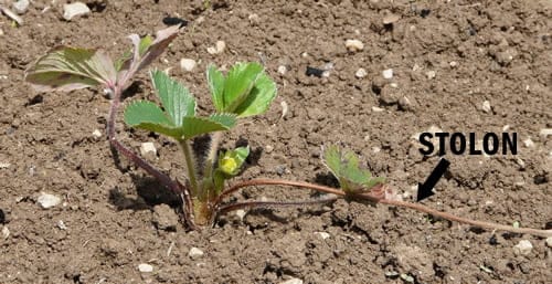 Stolon de fraisier