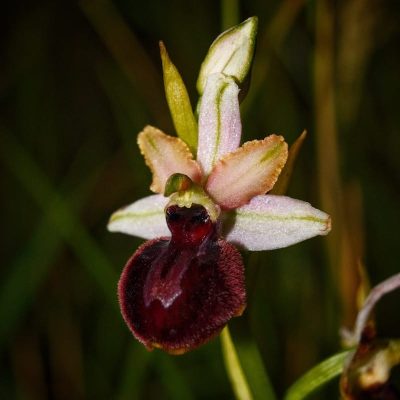 a close up of a flower with a blurry background