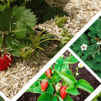Plants de fraisiers