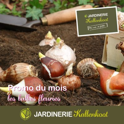 Kallenkoot bulble promotions octobre