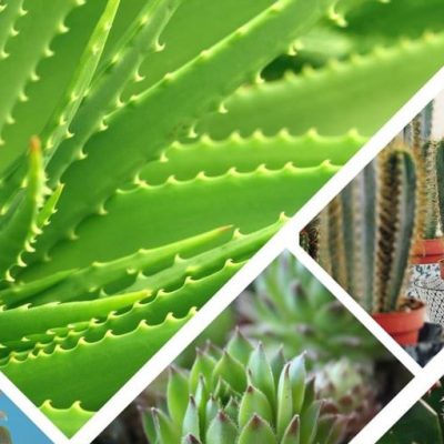 Photos avec des cactées et des plantes succulentes