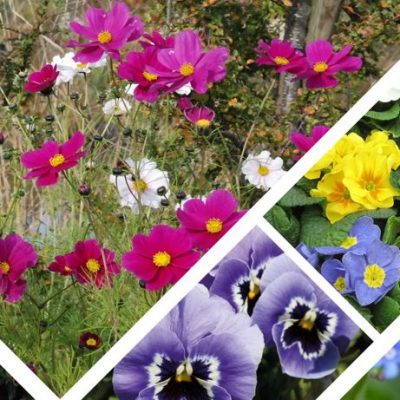 Les plantes annuelles et bisannuelles embellissent nos jardins et nos balcons avec leurs couleurs éclatantes.