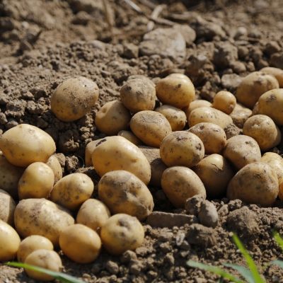 potato-983788_1920-2
