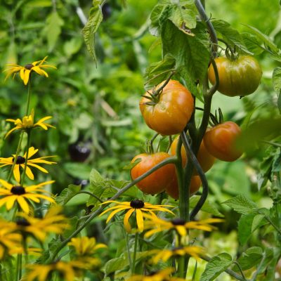 tomate+fleur